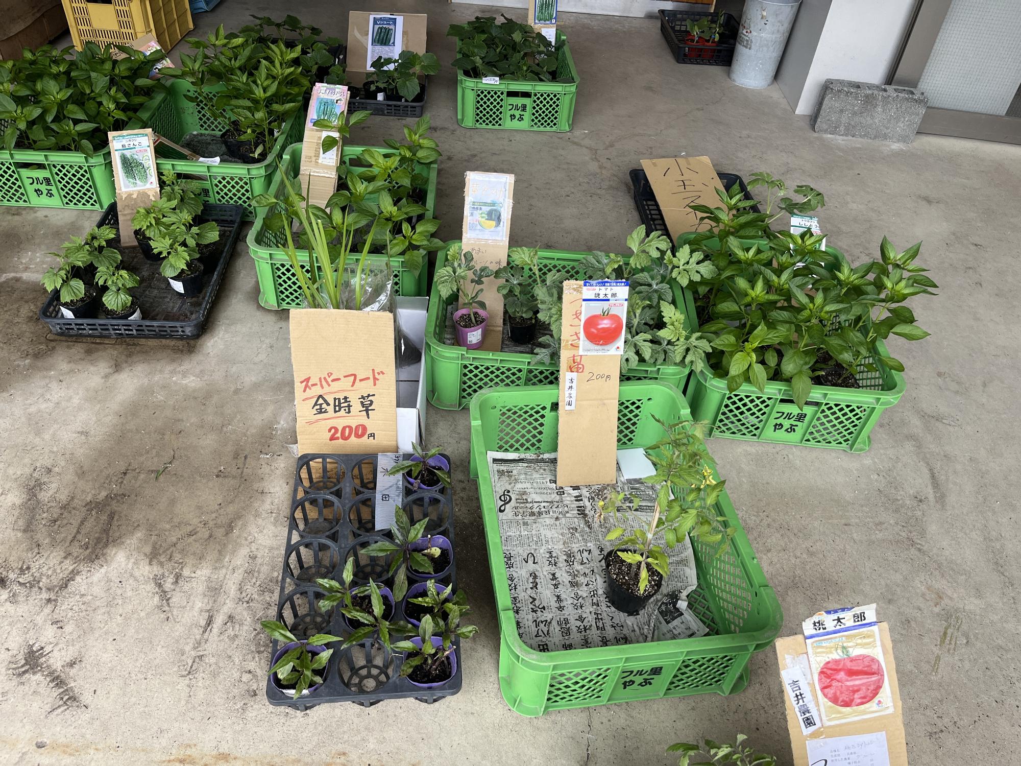 808soil野菜の苗