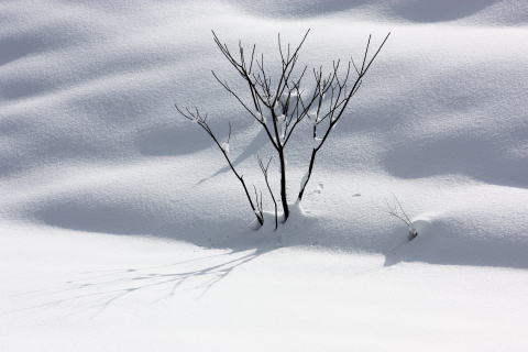 雪景色