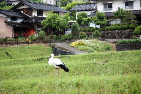 コウノトリ2