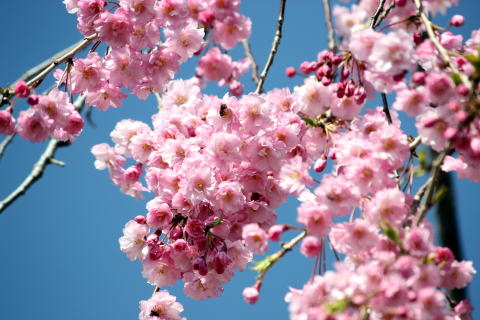 桜