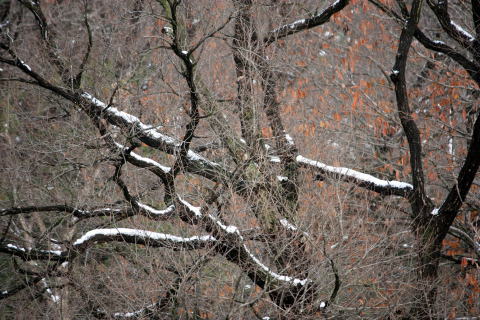 樹幹の雪