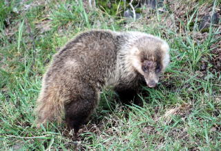 ニホンアナグマ