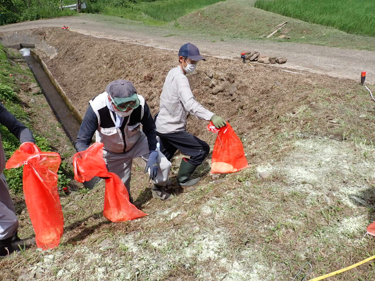 ムカデ芝実証1硫黄散布