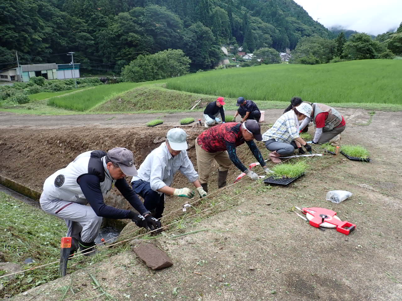 ムカデ芝実証2定植
