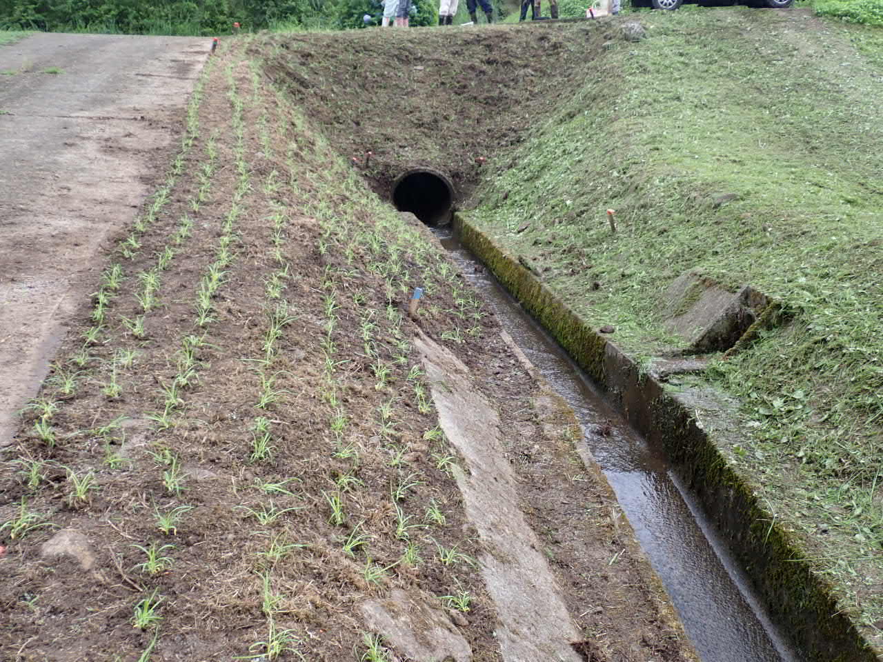 ムカデ芝実証3定植後の畔