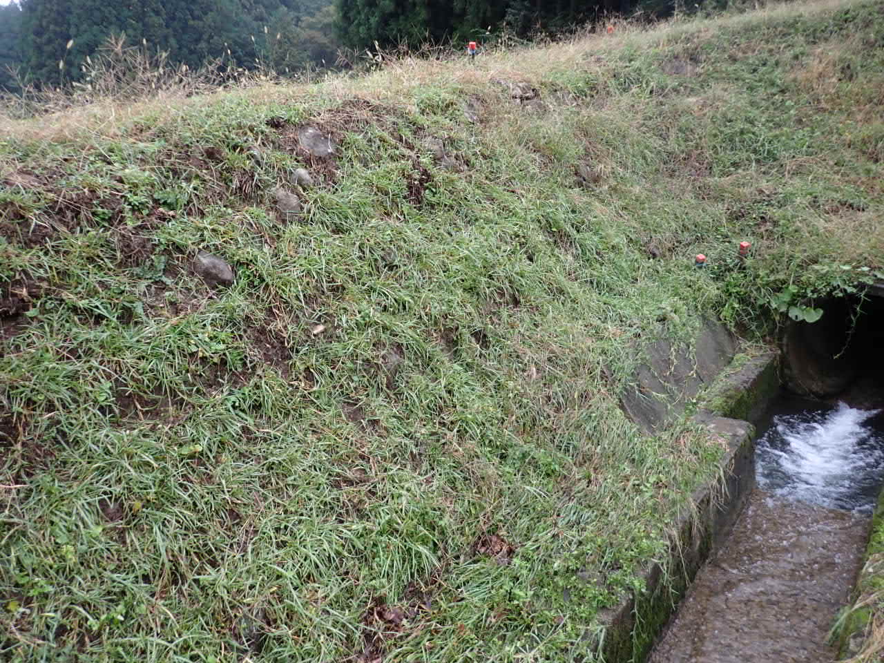 ムカデ芝実証4定植後4ヶ月