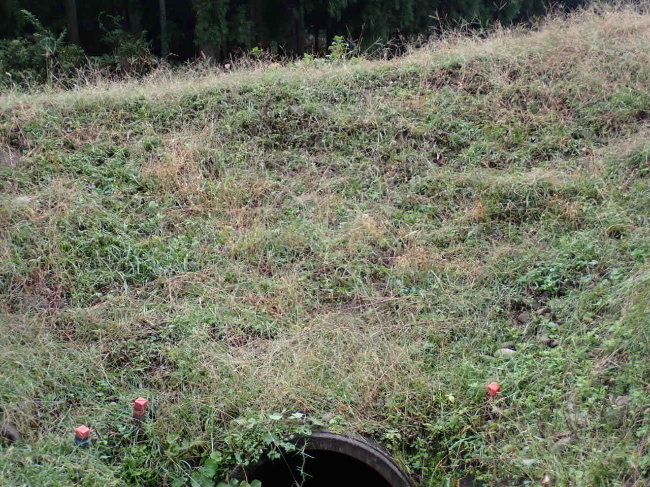 ムカデ芝実証5定植後無農薬区
