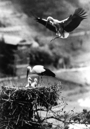 コウノトリの写真