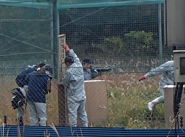 AZペアを捕獲して兵庫県立コウノトリ郷公園