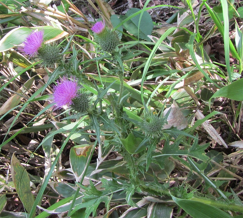 葉や茎に固いトゲがあるアメリカオニアザミ