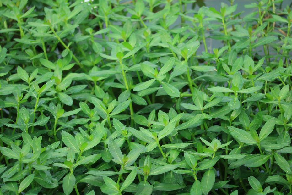 ナガエツルノゲイトウの葉