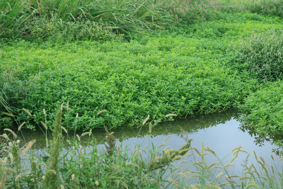 水面にマットを形成するナガエツルノゲイトウ