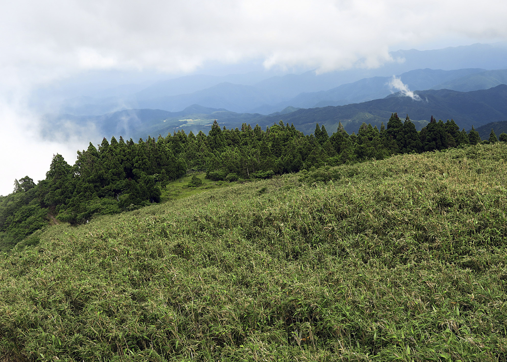 氷ノ山山頂からみた古千本杉