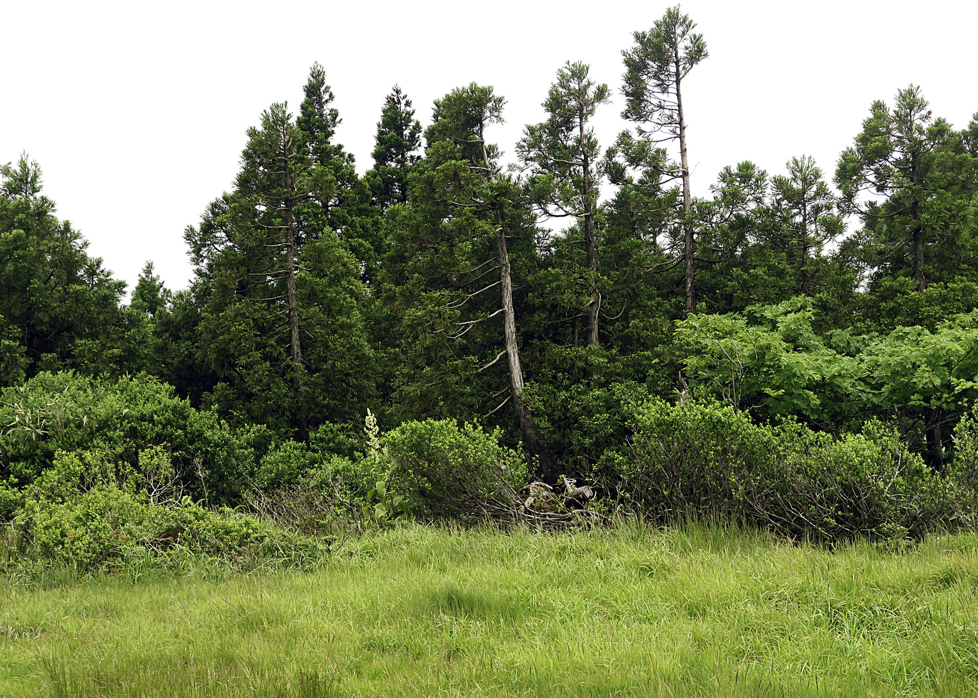 古生沼の近くにある古千本杉