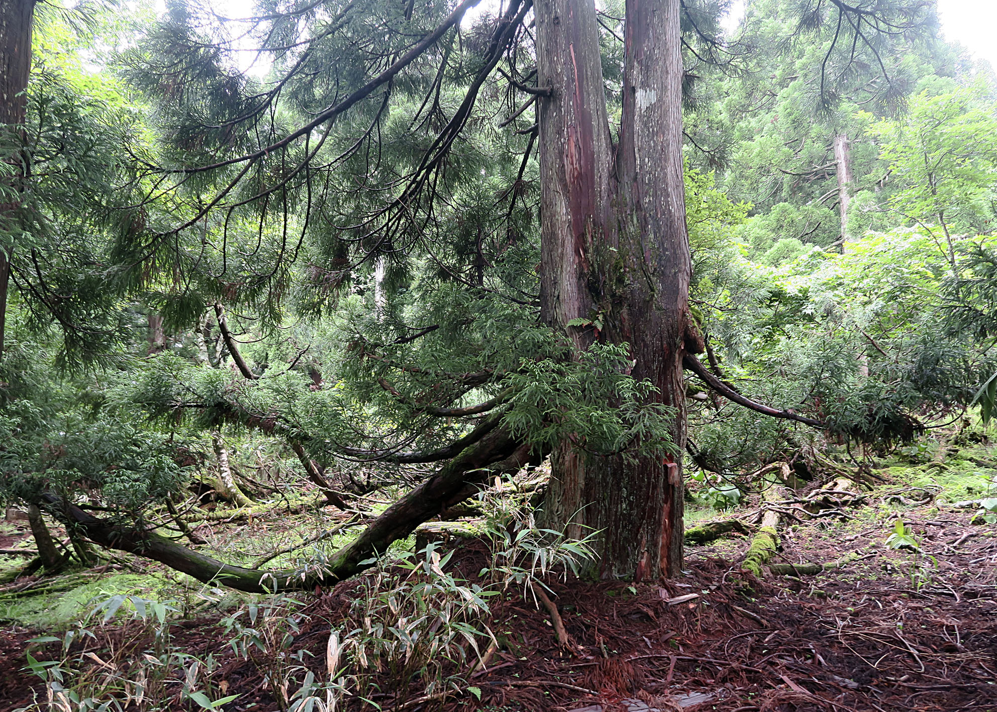 枝が地面に届く千本杉