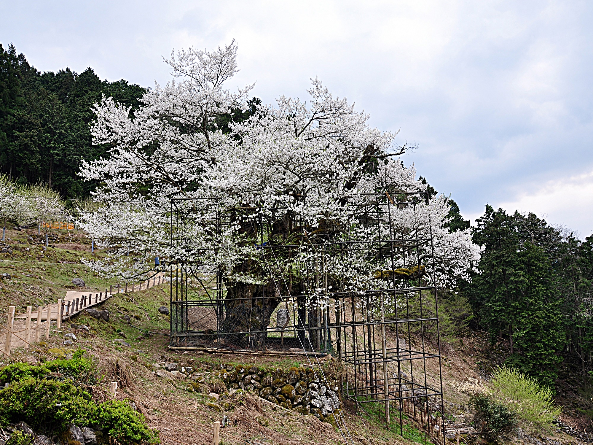 4月初旬 大桜の開花状況