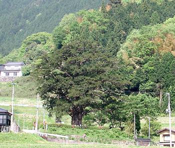 建屋のヒダリマキガヤ