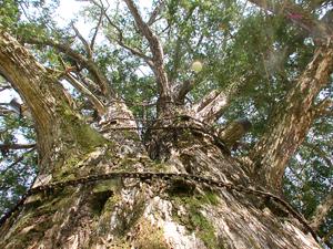 幹に巻かれた鎖