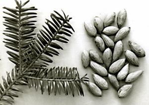 ヒダリマキガヤの実