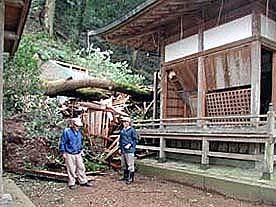 台風23号で本殿に倒れたエノキの大木