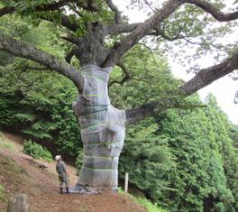 大アベマキの巨木