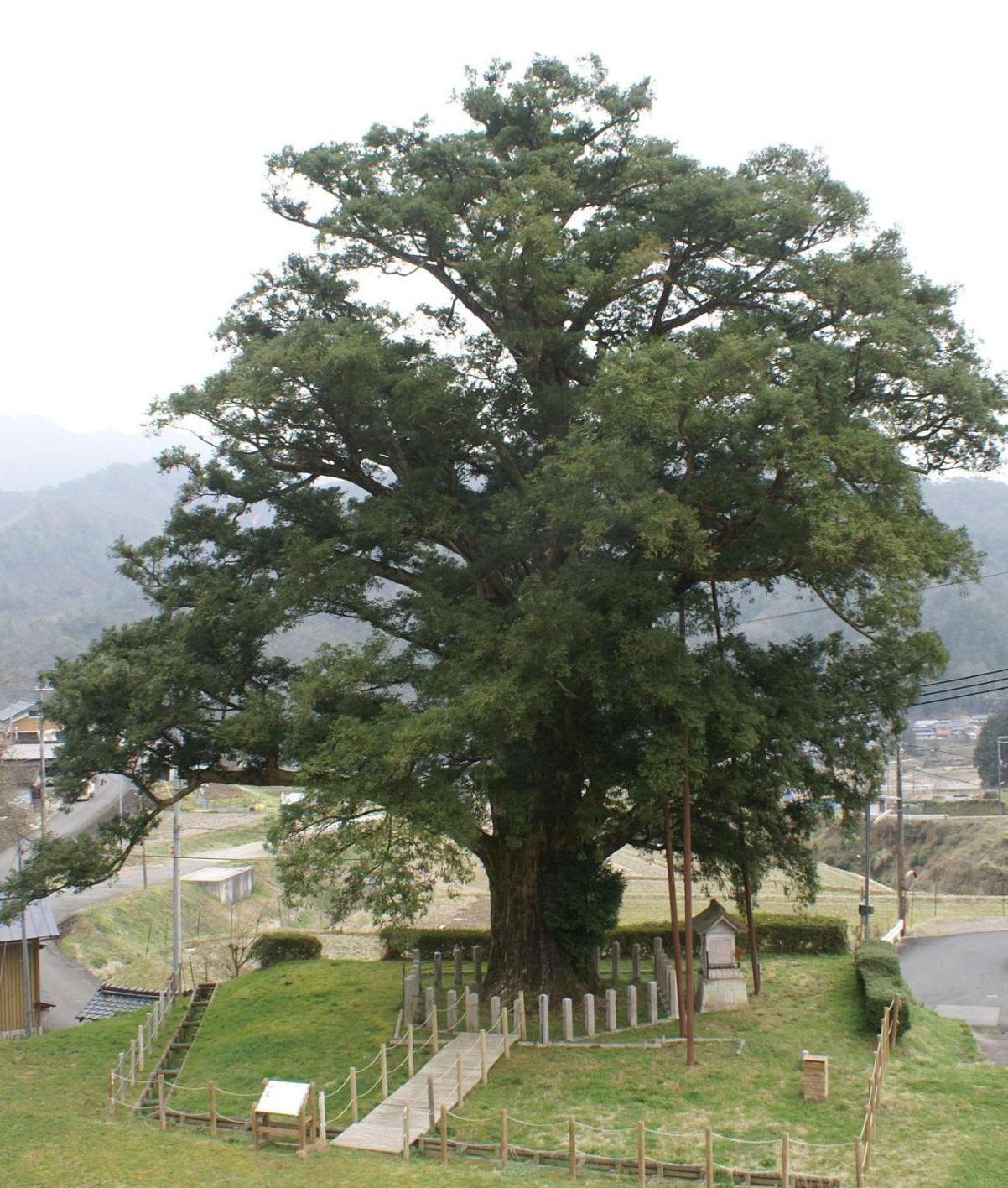 北垣国道の生家跡とヒダリマキガヤ