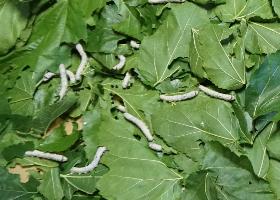 飼育されるかいこ